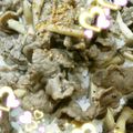 はらぺこ青虫's cooksnap of when they made 牛肉の甘辛バター醤油焼き(^_-)-☆.