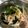 初心者はっちー's cooksnap of when they made ダイエットにも♪ササミと野菜のサラダ.