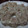 魔女鈴's cooksnap of when they made 本格簡単☆シュウマイ.