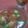Apple_Home's cooksnap of when they made モッツァレラとなめ茸の煮こごり風.