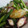 takapoda's cooksnap of when they made タコとにんにくの芽の柚子胡椒ニンニク炒め.