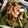 ある〜's cooksnap of when they made 茄子&ししとうの味噌炒め.