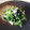 ハッピーマラソン's cooksnap of when they made ほうれん草の梅みぞれ和え.