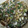 yukko218's cooksnap of when they made えごま油とネギの和風ドレッシング.