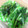 ★るな☆'s cooksnap of when they made 小松菜の簡単塩昆布和え.