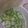 ゆきちのん's cooksnap of when they made 簡単・きゅうりの酢の物（三杯酢）副菜に.