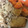 アトミックハート's cooksnap of when they made 厚揚げの甘辛煮.