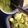 BellmanM's cooksnap of when they made おもてなしに✧　たらのグリーンソース♪.