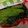 Cherish216's cooksnap of when they made 小松菜のごま和え.