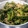ぶーたーこー's cooksnap of when they made ゴーヤの梅シソおかか和え.