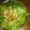 サンくっく's cooksnap of when they made 追いビネガーで爽やか！レタスの納涼サラダ.