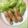 いちごー（＾ω＾）'s cooksnap of when they made オクラとししとうの肉巻みぞれ添え.