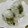 ラブトマト's cooksnap of when they made 野沢菜とごま塩のおにぎり.