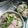 タカシィ's cooksnap of when they made 貝割れとハムのキャベツサラダ.