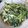 pukukoko's cooksnap of when they made 5分で！小松菜炒めて卵でとじたん。.