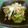 hosi子's cooksnap of when they made キュウリと茗荷の胡麻和え.