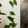 mantacarp's cooksnap of when they made 大葉の簡単保存.