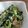 。ありんこ。's cooksnap of when they made 小松菜・豚肉オイスターソース炒め.