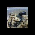 ゆんくま's cooksnap of when they made コメばぁちゃんのゴーヤの佃煮.