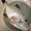 ももマニア's cooksnap of when they made かんたん！カワハギの『皮剥ぎ』.