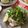 ルロワ・モワ's cooksnap of when they made 鶏肉のソテー・ハーブサラダのせ.