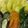 くまことば's cooksnap of when they made フライパンでカラフル蒸し野菜（醤油麹）.