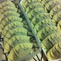 emumihq's cooksnap of when they made だいすき♥ニラギョウザ！.