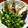 ｺﾈｷﾞ's cooksnap of when they made 刻んで混ぜるだけ簡単中華風絶品にらだれ.