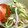 けんといも's cooksnap of when they made ところてんと大葉のさっぱりサラダ＊.