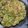大王イカ's cooksnap of when they made ハッシュドブロッコリー（山本ゆりさん）.