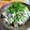 ジョンリークッカー's cooksnap of when they made 塩麹＊白滝とじゃこの白和え.