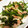 サトモユリア's cooksnap of when they made ベーコンとしめじと小松菜炒め.