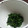のいり's cooksnap of when they made シソの実　塩漬け.