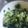 ☆しいたんママ☆'s cooksnap of when they made キャベツと海藻のサラダ.