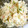 ぷいぷにさん's cooksnap of when they made わさびマヨの和風ポテトサラダ.
