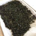 mikitson66's cooksnap of when they made 桑の葉茶（ダイエット茶）.