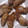 メグニティー's cooksnap of when they made 焼肉タレで失敗なし！南瓜の豚細切れ巻き♪.