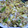 ＳＯＲＡ＿ＳＯＲＡ's cooksnap of when they made ねぎ・卵・豚挽肉のぽろぽろ炒め.