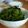 ゆうかりコアラ's cooksnap of when they made ★ピーマンと塩昆布の浅漬け★.