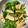 ♬のんのこ日和♬'s cooksnap of when they made ピーマンの塩きんぴら.
