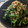 バウチャン's cooksnap of when they made ほうれん草の胡桃あえ.