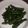 りえぇぇん's cooksnap of when they made インゲン胡麻きな粉和え.