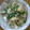 康丈ママ's cooksnap of when they made キュウリと茗荷の胡麻和え.