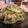 tomokoshiawase's cooksnap of when they made きゅうりのゴマ味噌和え.