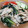 クックHBQ370☆'s cooksnap of when they made 簡単！しゃぶしゃぶ肉と野菜の蒸し炒め.
