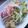 たかにゃん２'s cooksnap of when they made ☆きゅうりの中華サラダ☆.