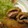 ふっち's cooksnap of when they made トマトの豚巻きフライ.