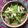 はにわー's cooksnap of when they made 豆苗のわさびマヨネーズ和え.