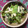 はにわー's cooksnap of when they made 豆苗のわさびマヨネーズ和え.