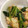 はわやん's cooksnap of when they made 厚揚げと小松菜のゴマ生姜炒め.